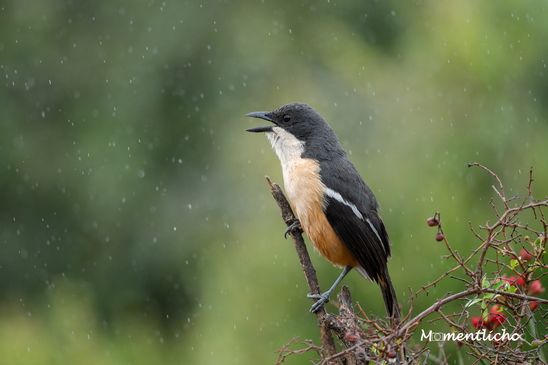 Flötenwürger im Regen, Südafrika (Nikon Z6III & Nikkor AF-S 500mm F/5.6 PF)