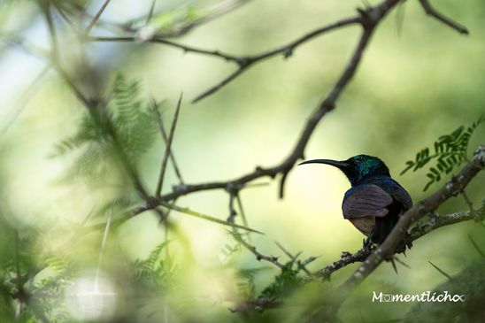 Nektarvogel im Grünen, Südafrika (Nikon Z6III & Nikkor AF-S 500mm F/5.6 PF)