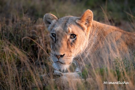 Löwin im Abendlicht, Südafrika (Nikon Z6III & Nikkor AF-S 500mm F/5.6 PF)