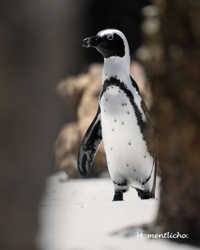 Brillenpinguin am Boulders Beach, Südafrika (Nikon Z6III & Nikkor AF-S 300mm F/4 PF)