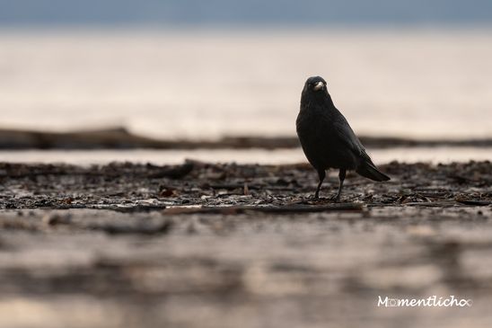 Krähe am Bodenseeufer ((Nikon Z6III & Nikkor AF-S 500mm F/5.6 PF)