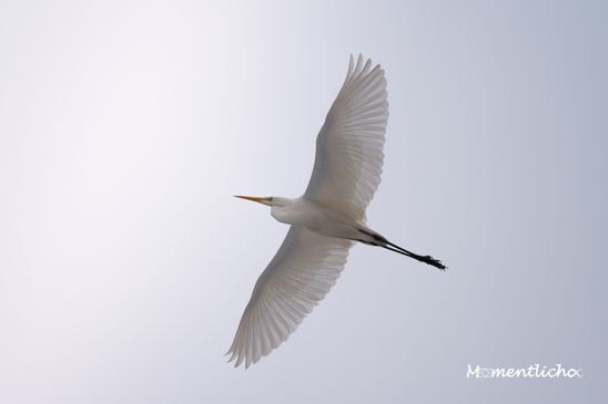 Silberreiher im Pfunger-Burgweiler-Ried (Nikon Z6III & Nikkor AF-S 500mm F/5.6 PF)