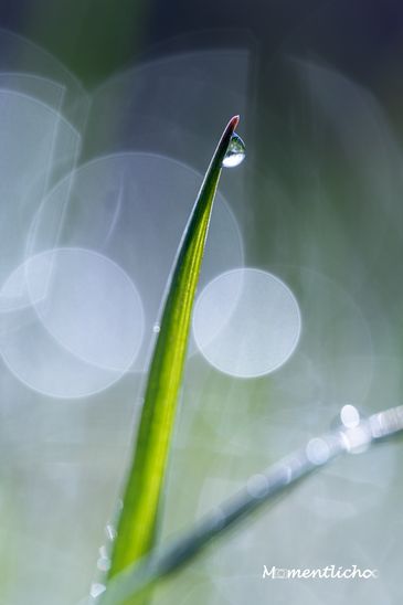 Bokeh Test mit dem Laowa 180mm Makroobjektiv (Offenblende F/4.5)