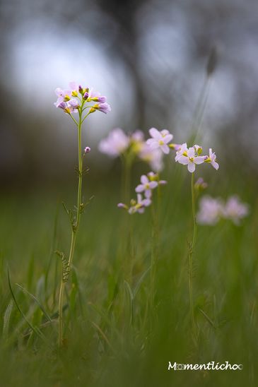 Blumenfotografie im Abendlicht mit dem Laowa 180mm Makroobjektiv (Offenblende F/4.5)