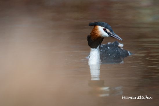 Der Haubentaucher (Nikon Z6III & Nikkor AF-S 500mm F/5.6 PF)