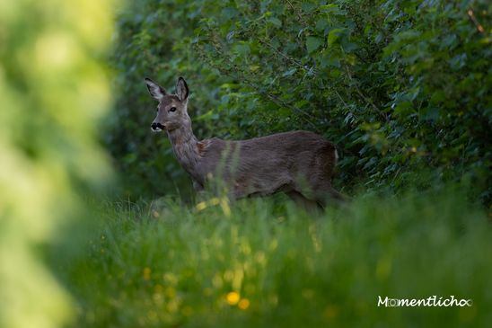 Verborgen zwischen Beerensträuchern (Nikon Z6III & Nikkor AF-S 500mm F/5.6 PF)